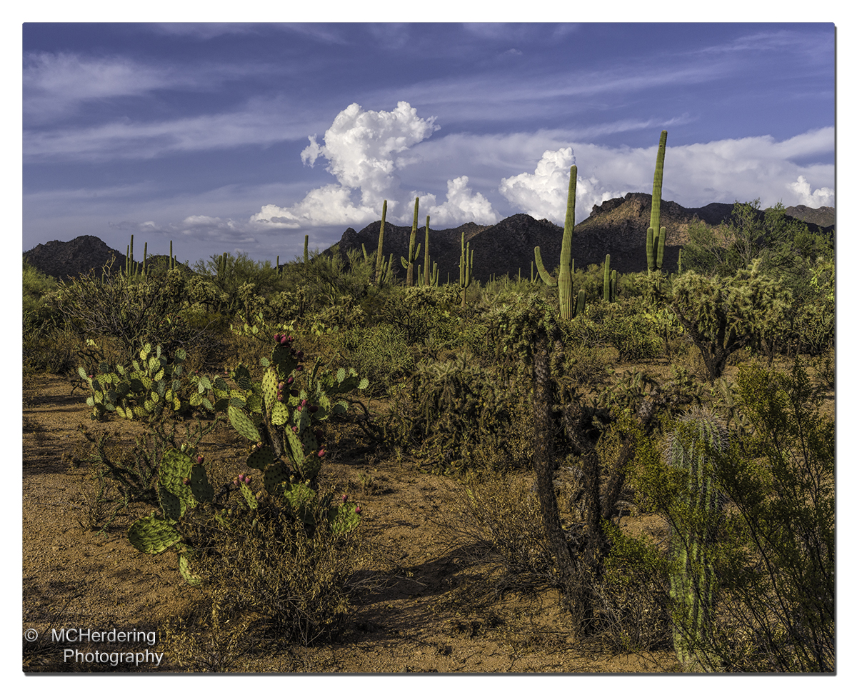 Click to inquire images/arizona/_6454604.jpg