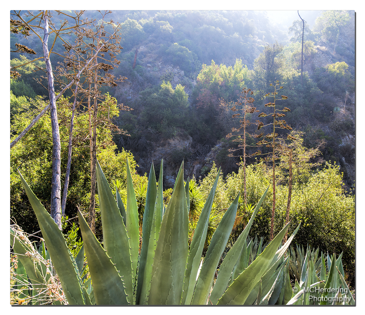 Click to inquire images/california/_d808935.jpg
