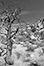 images/california/_k5_1650_bw_small.jpg